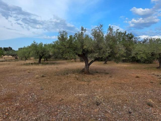 Finca en venta en el Pla, l'Ametlla de Mar