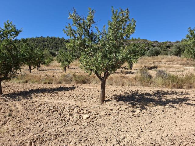 Finca en venta en Bajo Aragón-Caspe / Baix Aragó-Casp, Aragón