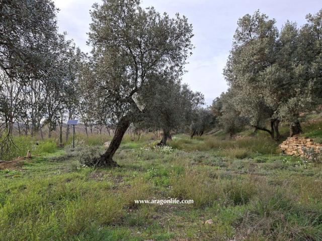 Finca en venta en Bajo Aragón-Caspe / Baix Aragó-Casp, Aragón