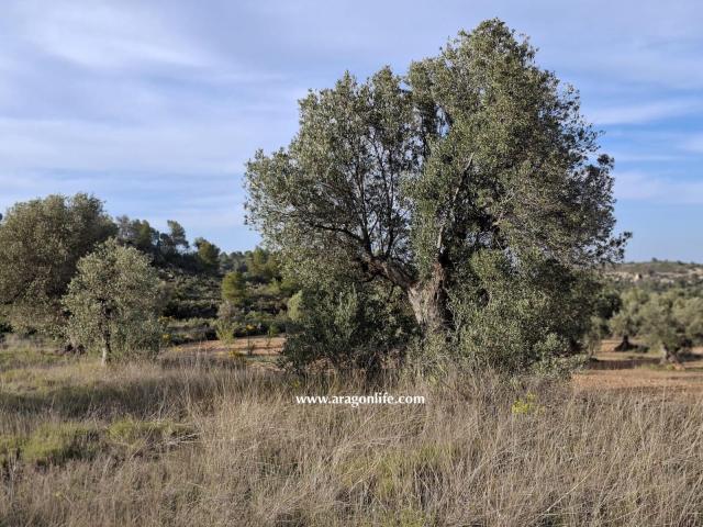 Finca en venta en Bajo Aragón-Caspe / Baix Aragó-Casp, Aragón