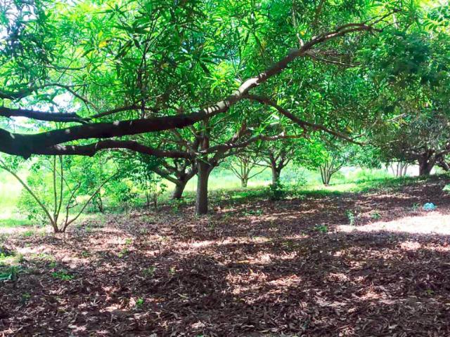 Finca En Venta En Malambo En. V200322