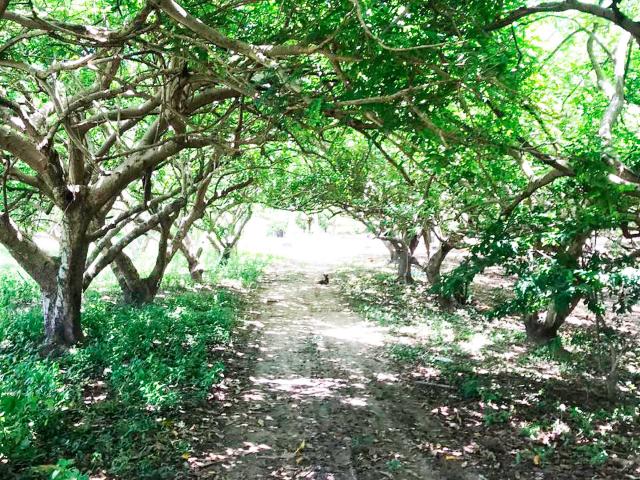 Finca En Venta En Malambo En. V200322