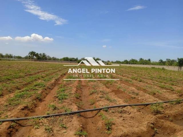 Terreno en venta en Venancio Pulgar, Zulia