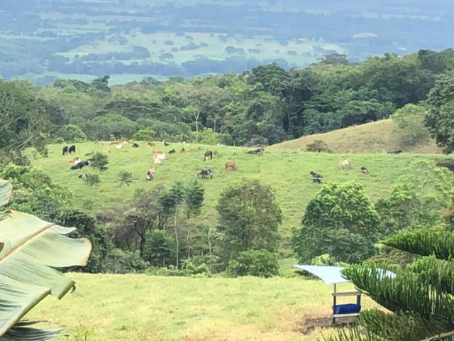 Finca en venta en Tolima