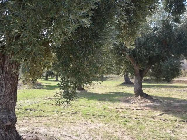 Finca en venta en Mazaleón / Massalió, Matarraña / Matarranya