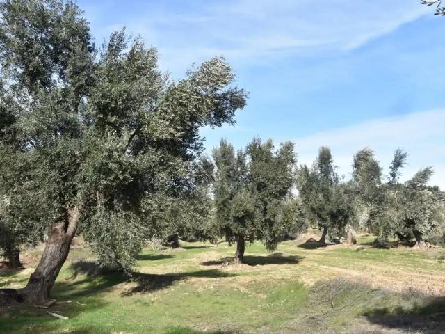 Finca en venta en Matarraña / Matarranya, Mazaleón