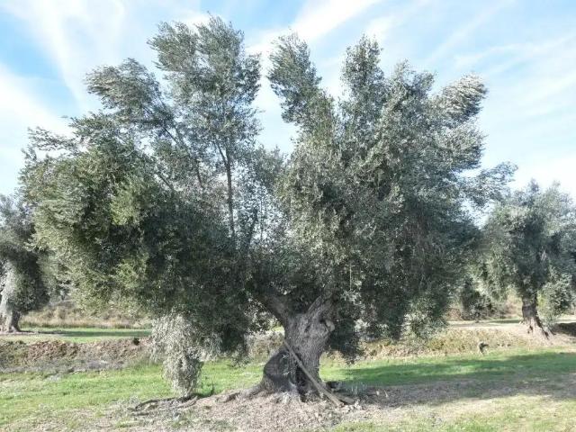 Finca en venta en Matarraña / Matarranya, Mazaleón