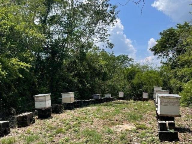 FINCA EN VENTA EN MÉRIDA, TECOH