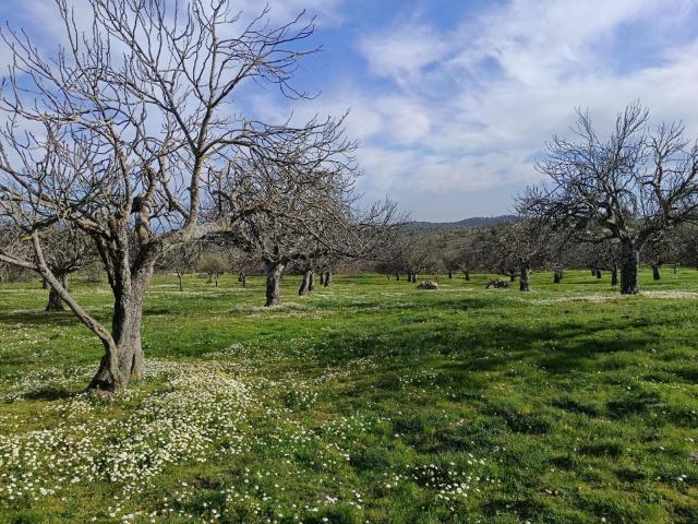 Finca en venta en Monesterio, Extremadura