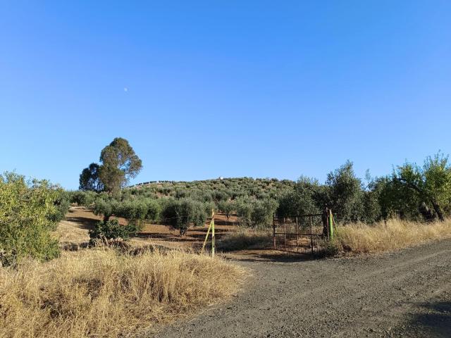 Finca en venta en Montemolín