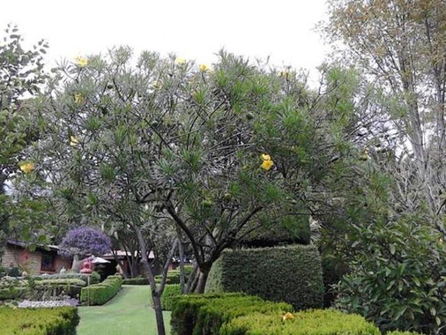 Finca en venta en Nepantla de Sor Juana Inés de la Cruz, Tepetlixpa