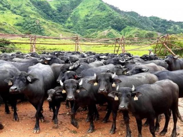 Terreno en venta en Nirgua, Yaracuy