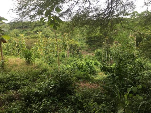 Finca En Venta En Piojo En. V185321