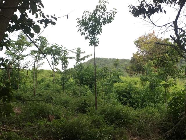 Finca En Venta En Piojo En. V185321
