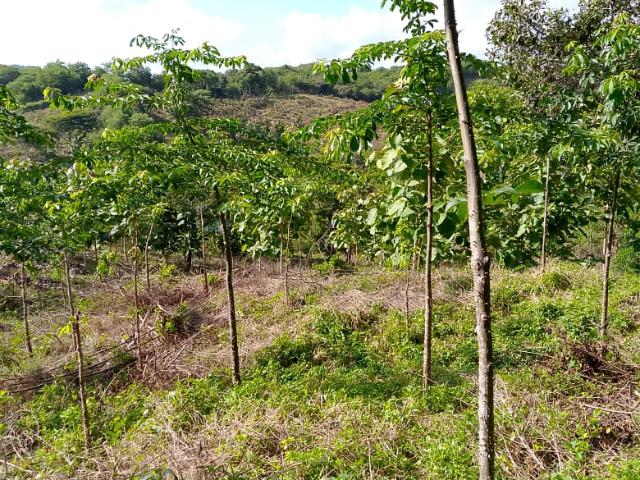 Finca En Venta En Piojo En. V185321