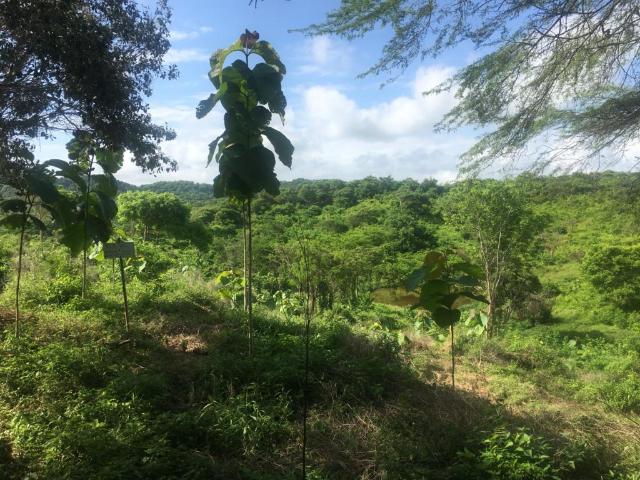 Finca En Venta En Piojo En. V185321