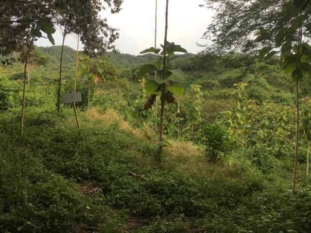 Finca En Venta En Piojo En. V185321