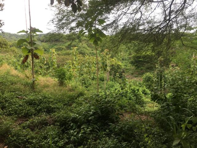 Finca En Venta En Piojo En. V185321
