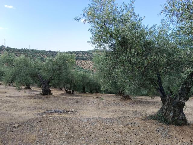 Finca en venta en Puebla Del Maestre Finca en venta en Puebla Del Maestre