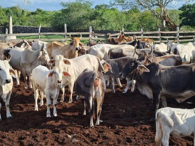 Rancho en venta en Dzilam González