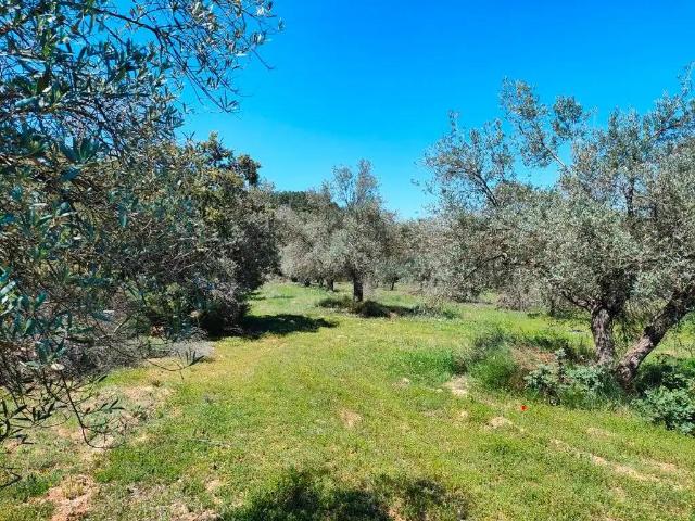Finca en venta en Matarraña / Matarranya, Ráfales