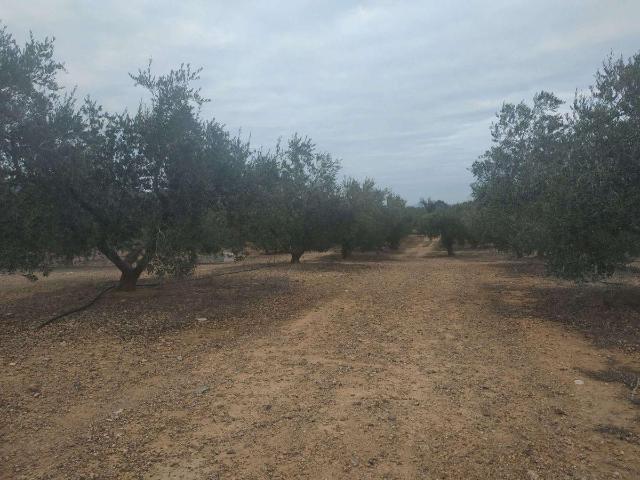 Finca en venta en Riudecanyes Finca en venta en Riudecanyes