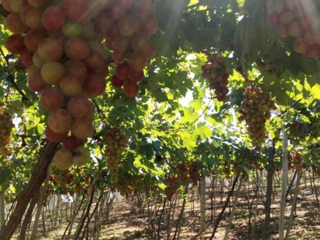 Finca en venta en Roldanillo, Valle Del Cauca