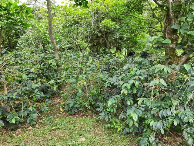 Finca En Venta En San Antonio Del Tequendama En Bellavista V264499