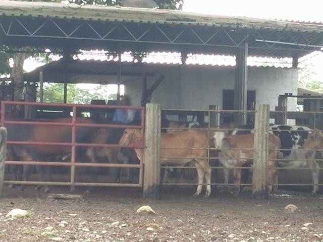 Finca En Venta En San Martin En San Martin Vereda Aribas V222460