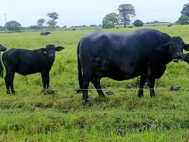 Terreno en venta en Santa Bárbara, Barinas
