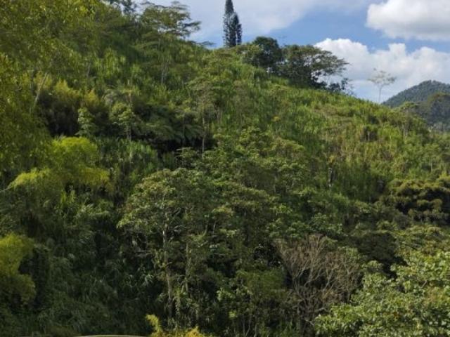 Finca en venta en Caldas, Chinchiná