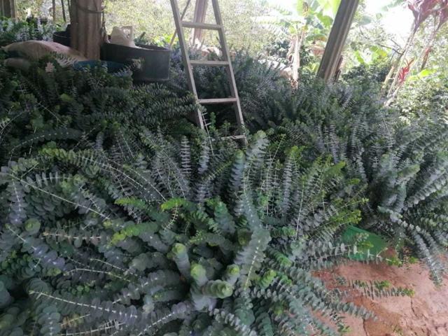 Finca En Venta En Sasaima En. V226871