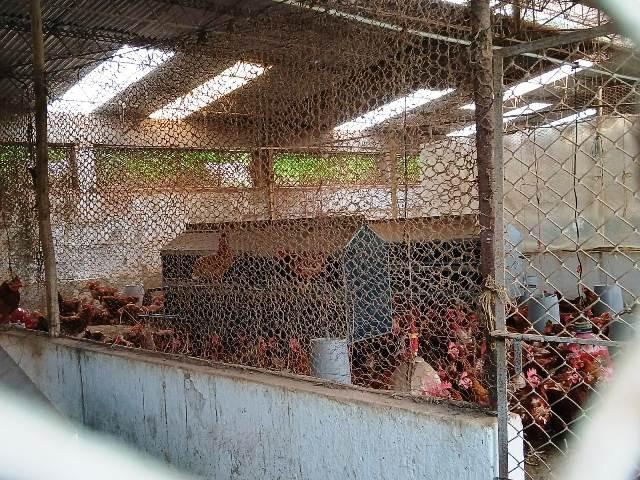 Finca En Venta En Silvania V356906