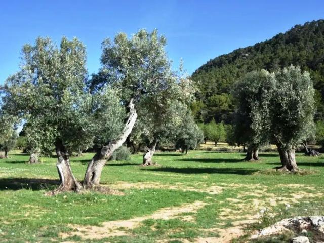 Finca en venta en Matarraña / Matarranya, Valderrobres