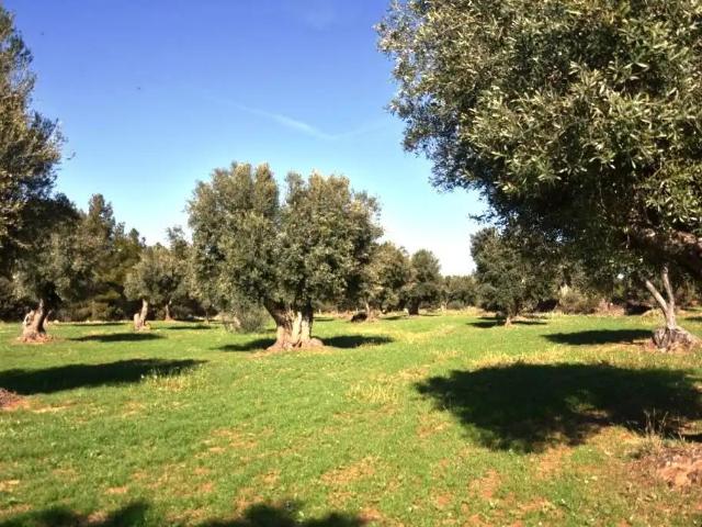 Finca en venta en Matarraña / Matarranya, Valderrobres