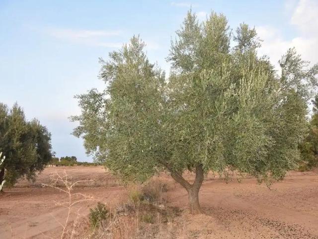 Finca en venta en Matarraña / Matarranya, Valderrobres