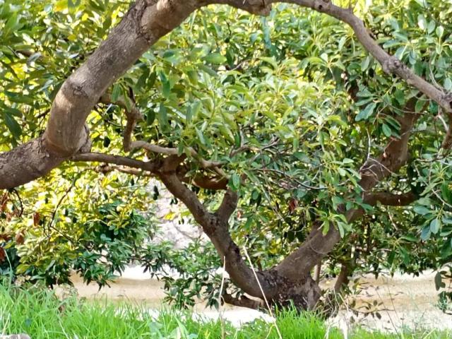 Finca en venta en La Axarquía, Andalucía