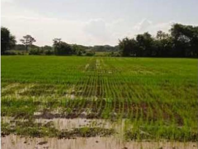 Finca en venta en Guárico