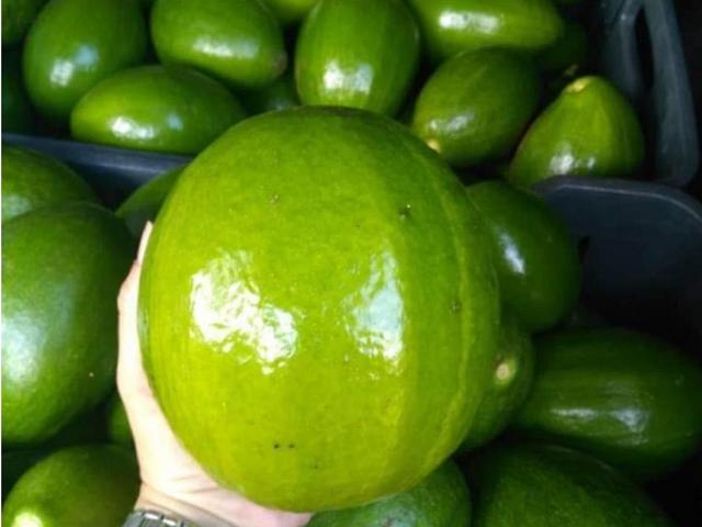 Finca en venta en Yumare, Yaracuy