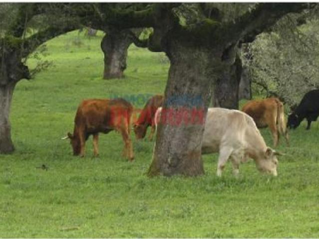 Casa en venta en Alía, Extremadura