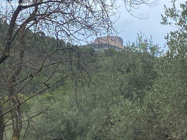 Local Comercial en venta en Alfara De Carles