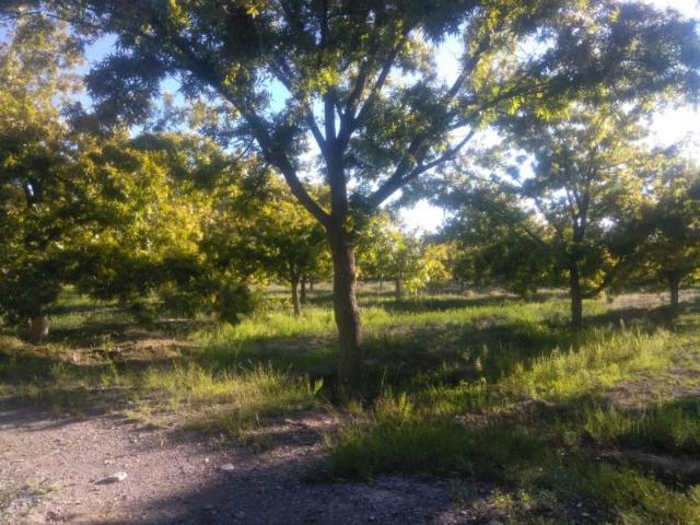 Terreno en venta en Sabinas, Coahuila