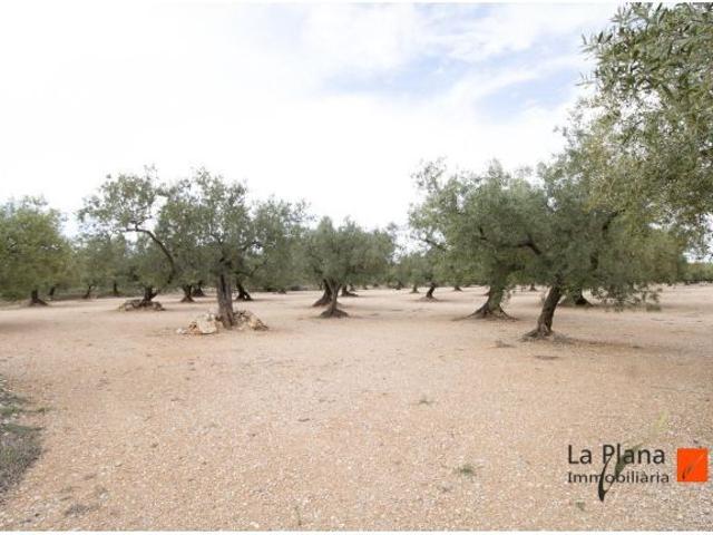 Local Comercial en venta en Montsià, Catalunya