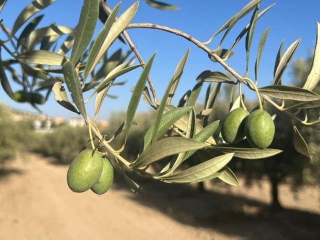 Chalet en venta en Comarca de Alhama, Andalucía
