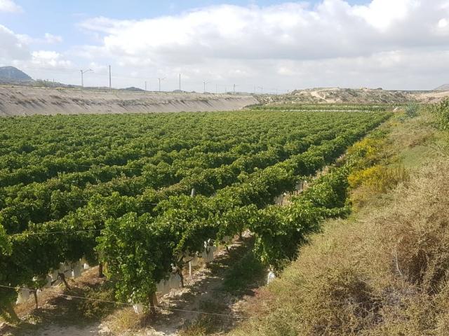 Terreno en venta en Agost, Valencia