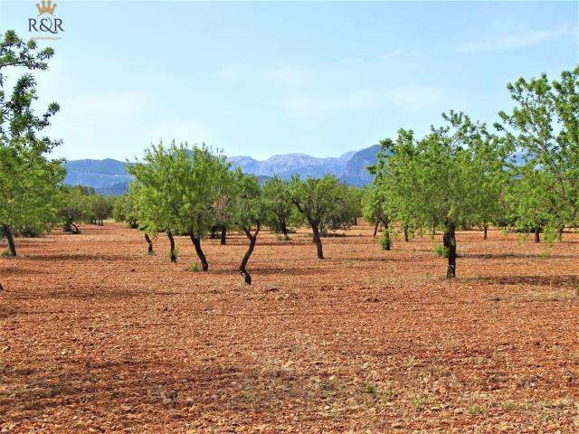 Terreno en venta en Binissalem