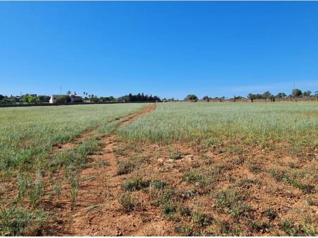 Terreno en venta en Santa Margalida, Pla de Mallorca