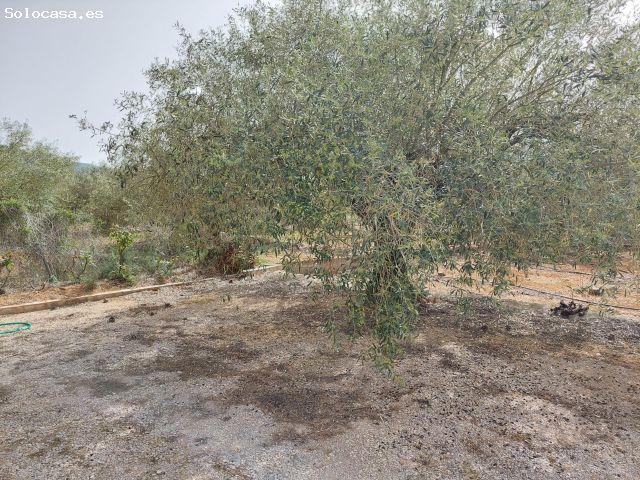 Local Comercial en venta en Montsià, Catalunya
