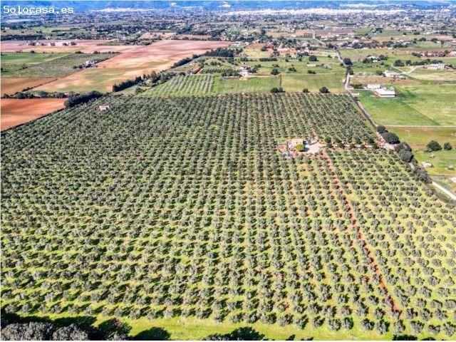 Local Comercial en venta en Pla de Mallorca, Baleares