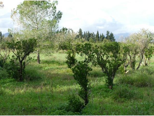 Local Comercial en venta en Pla de Mallorca, Baleares